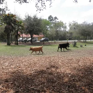 The main play area (Models: Spenser and 2 ornery Rottweilers.)