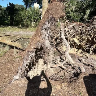 Hole 5. Damage from Hurricane Helene 9/26/24