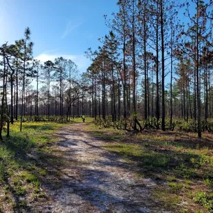 Looks like a controlled burn was implemented last I've ridden here