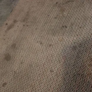 Stained carpet in dining area.  Where is the outline of the body?