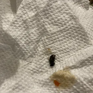 Ordered sesame chicken and I ate half of my food and found a fly sitting in my chicken. Will never eat here again.