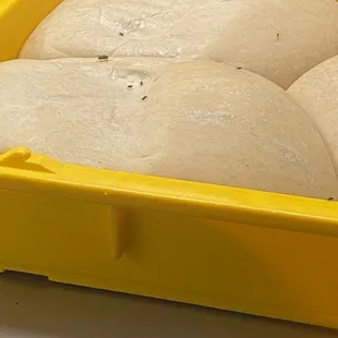 Flies on pizza dough