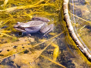 Laurel Hill State Park