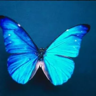 Karmalife L.