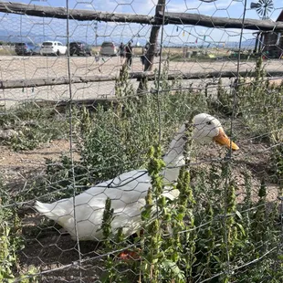  duck in a fenced area