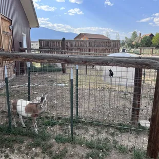  goat in a fenced in area