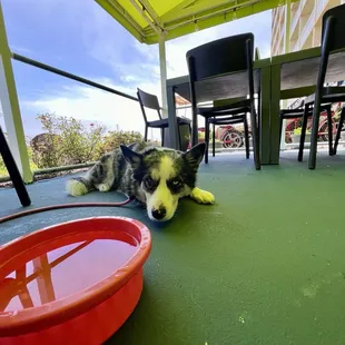Dog friendly restaurant outdoor seating