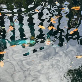 The fish that you can feed