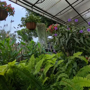 View from outdoor eating area toward the gorilla hole.