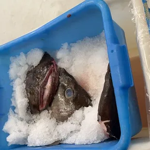 Fish heads!