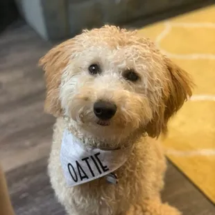 Oatie