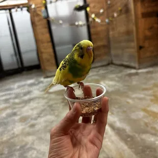 Feeding the birds experience.