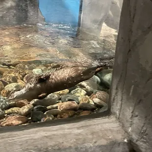 Otter Exhibit