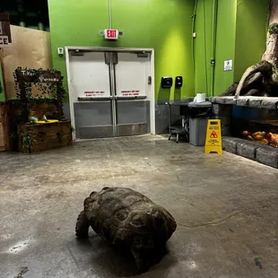 50year old tortoise on a stroll.