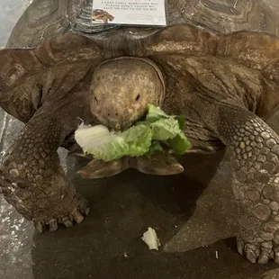 Tortoise