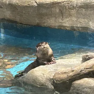 Otter