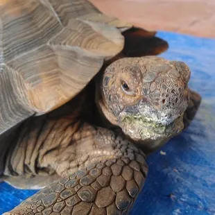 Gary the Desert Tortoise