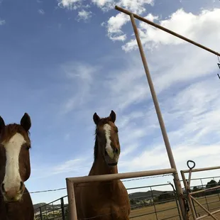 two horses looking over a fence