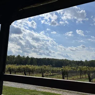 a view of the vineyard