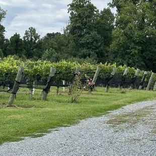 rows of grape vines in a vineyard