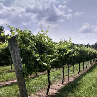 A beautiful day at the vineyard!