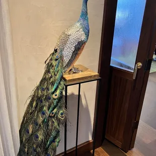 Aesop&apos;s peacock