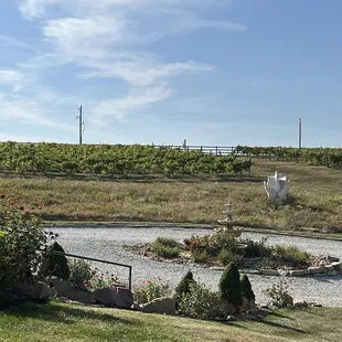 Vineyard