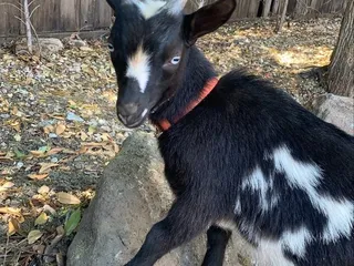 Funny Farm Petting Zoo