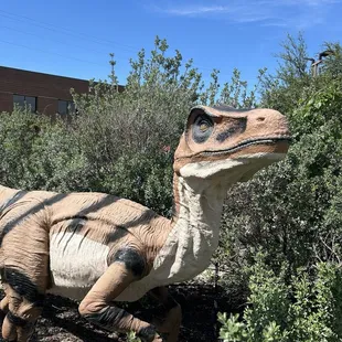 Dino
