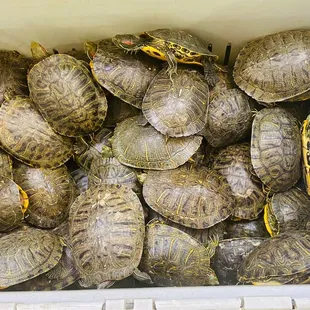 a basket full of turtles