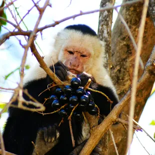 Costa Rica, Howler monkey.
