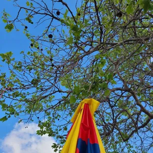 Great  Turkey Dog kinda chilly day