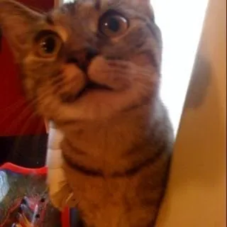 Kit K.