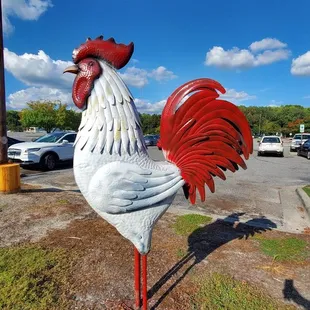 Rooster out front in parking lot.