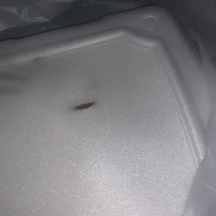 a slug crawling in a plastic container