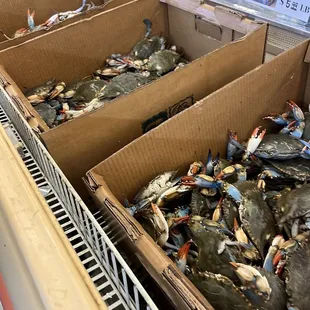 blue crabs in boxes