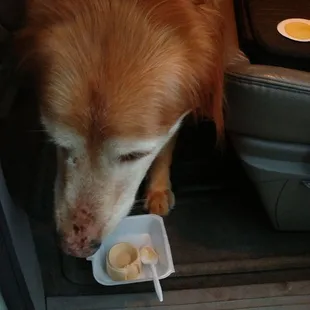 Doggy ice cream
