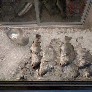 Fresh Drum fish You buy they FRY!!
