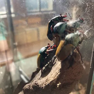K-State Insect Zoo