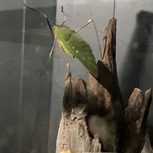 The biggest katydid we have ever seen - from S America I think