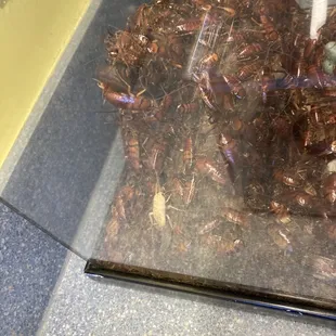 Albino roach in the kitchen exhibit