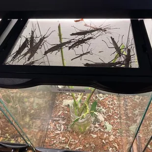 Giant walking sticks