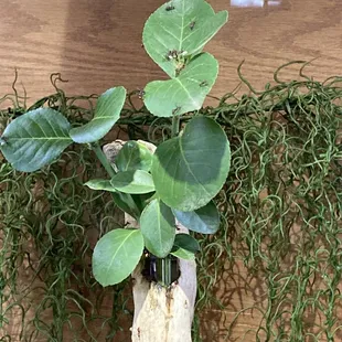Leaf-cutter ants had just been fed when we arrived