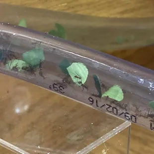 Taking the leaves back to the fungus nest through tube tunnels