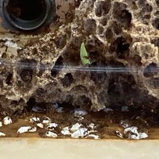 Gotta feed the fungus which supports the whole colony