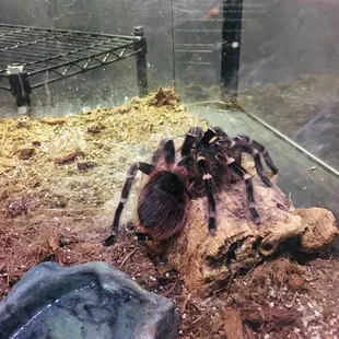 Tarantula