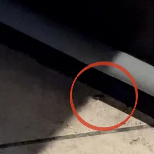 Roach