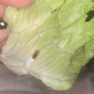 E1. 4 Pieces Egg Rolls with Lettuce