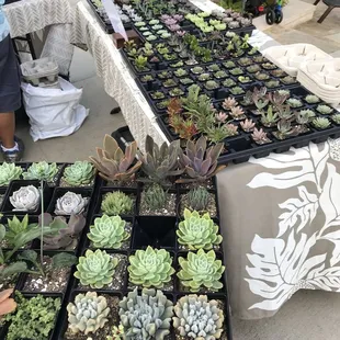 a variety of succulents