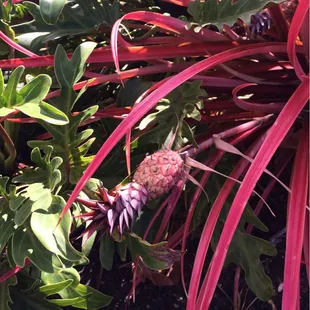 Never noticed pineapples growing at the pool before....